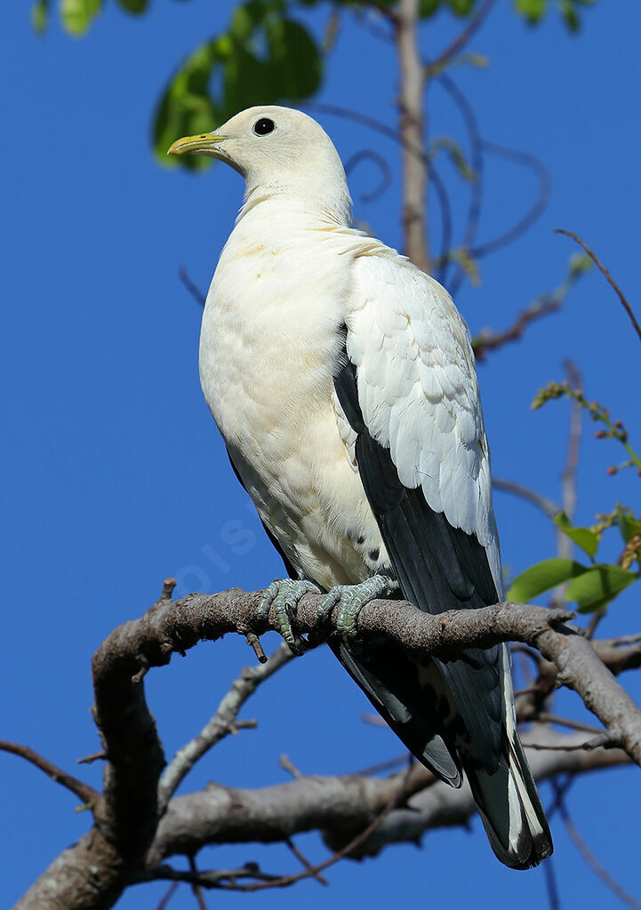 Torresian Imperial Pigeonadult, identification