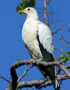 Torresian Imperial Pigeon