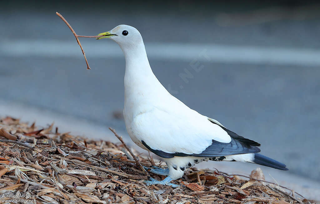 Torresian Imperial Pigeonadult, identification