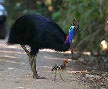 Southern Cassowary