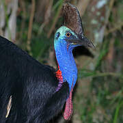 Southern Cassowary