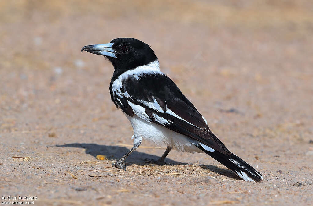 Pied Butcherbirdadult, identification