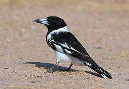 Pied Butcherbird