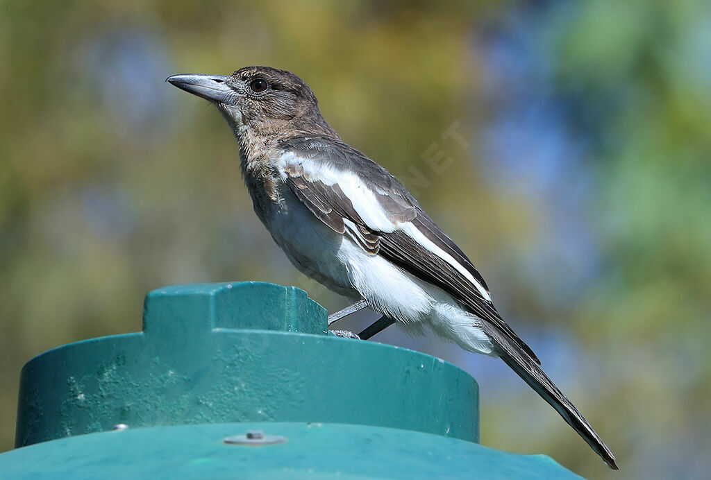 Pied Butcherbirdjuvenile, identification