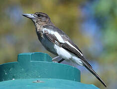 Pied Butcherbird