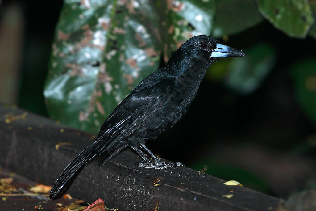 Black Butcherbird, identification