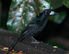 Black Butcherbird