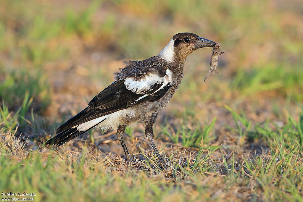 Australian Magpiejuvenile, identification, feeding habits