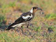 Australian Magpie