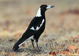 Australian Magpie