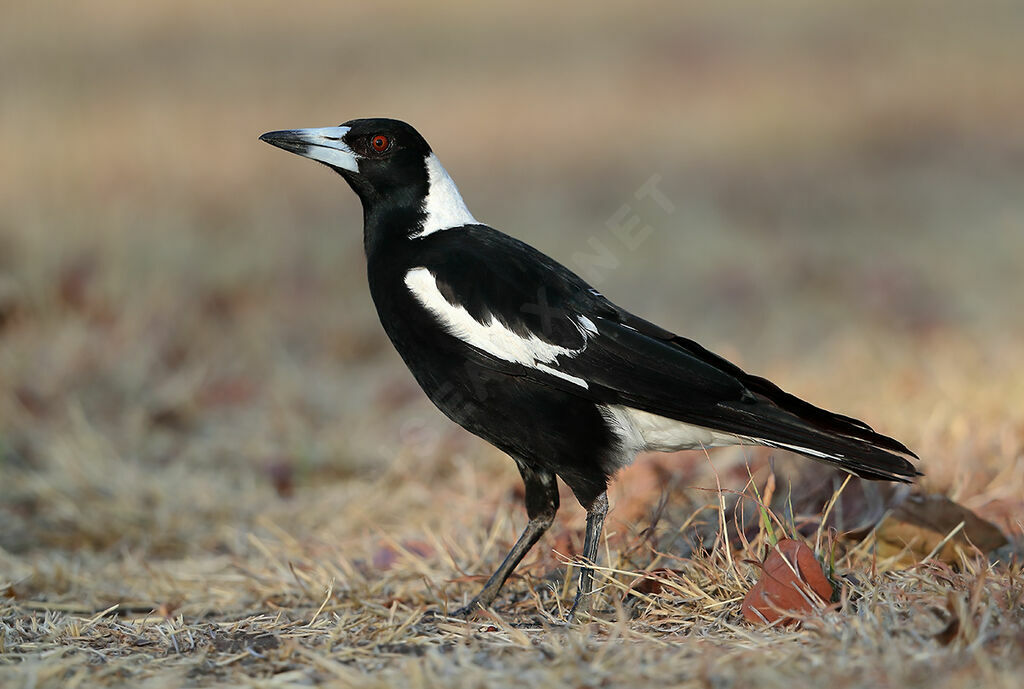 Cassican flûteur, identification