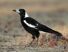 Australian Magpie