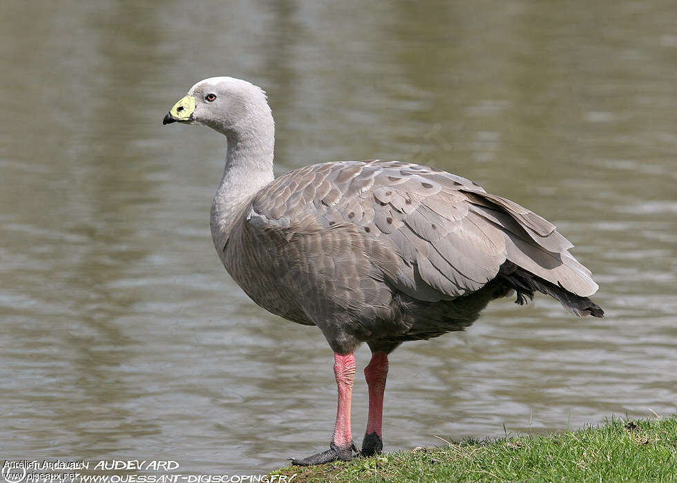 Cape Barren Gooseadult, identification