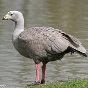 Cape Barren Goose