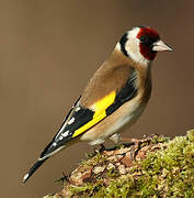 European Goldfinch