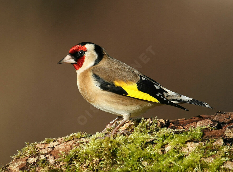 European Goldfinchadult breeding