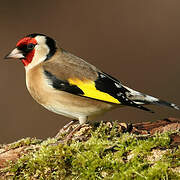 European Goldfinch