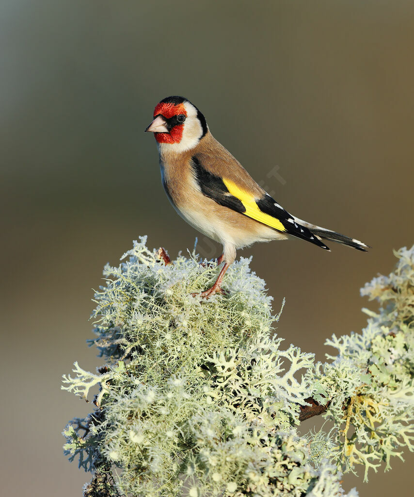 European Goldfinch male adult, identification