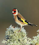 Chardonneret élégant