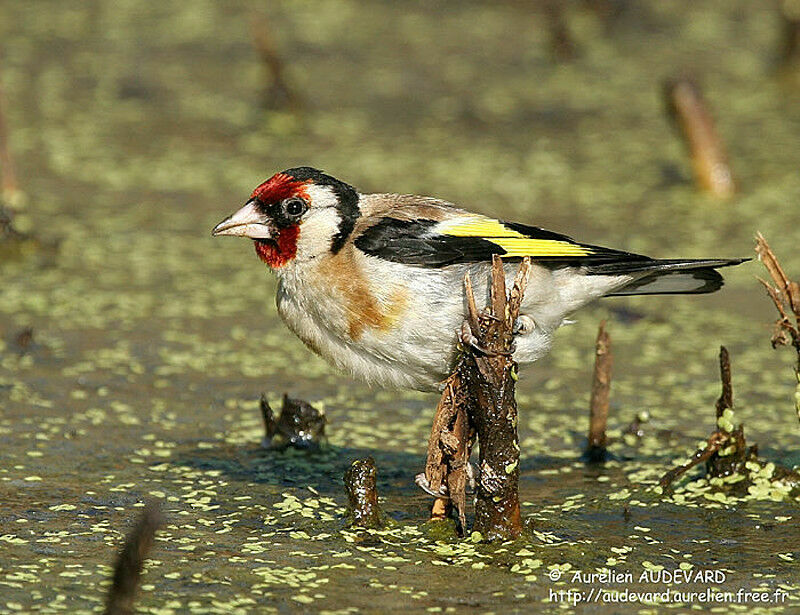 Chardonneret élégant