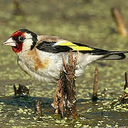 European Goldfinch