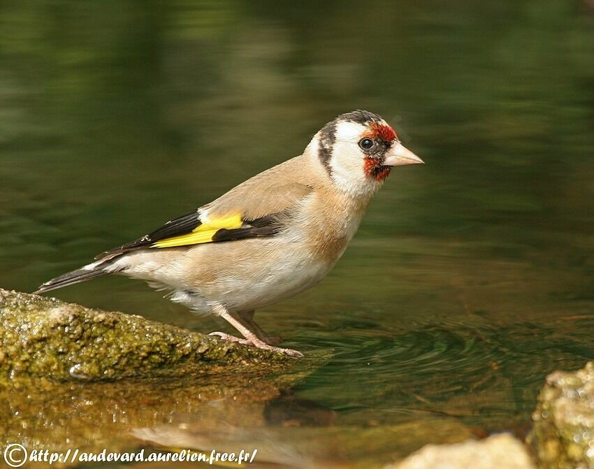 Chardonneret élégant