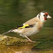 European Goldfinch