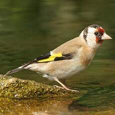 Chardonneret élégant