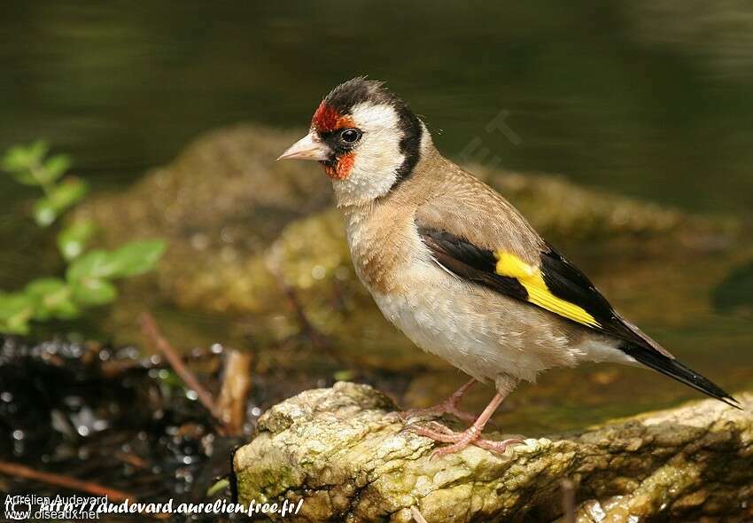 European Goldfinch, identification