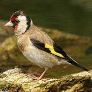 European Goldfinch