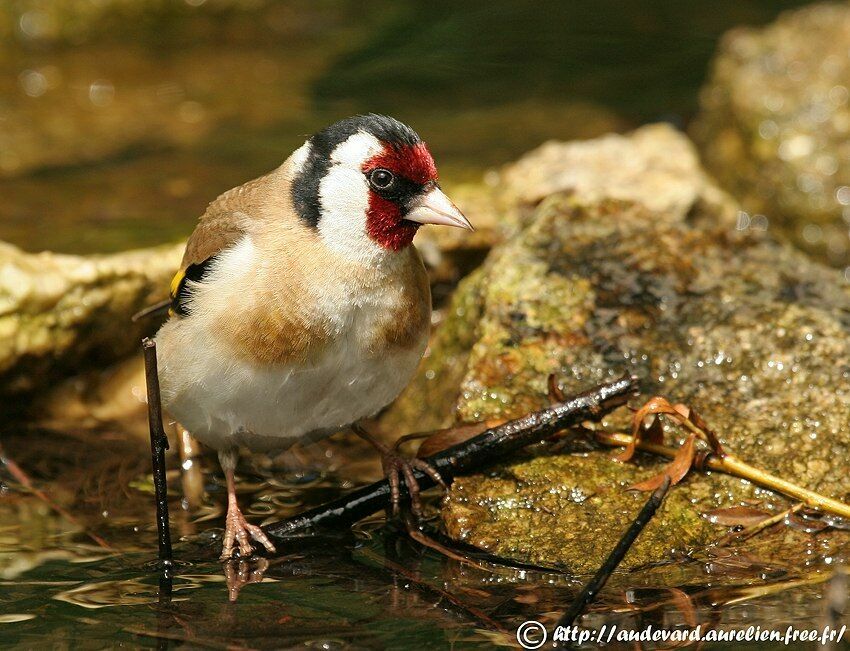 Chardonneret élégant