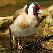 European Goldfinch