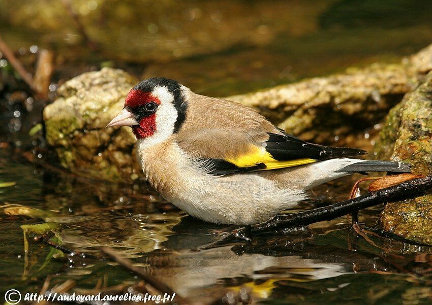 Chardonneret élégant