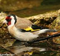 European Goldfinch