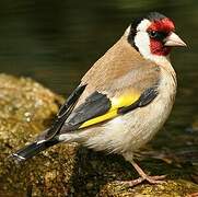 European Goldfinch