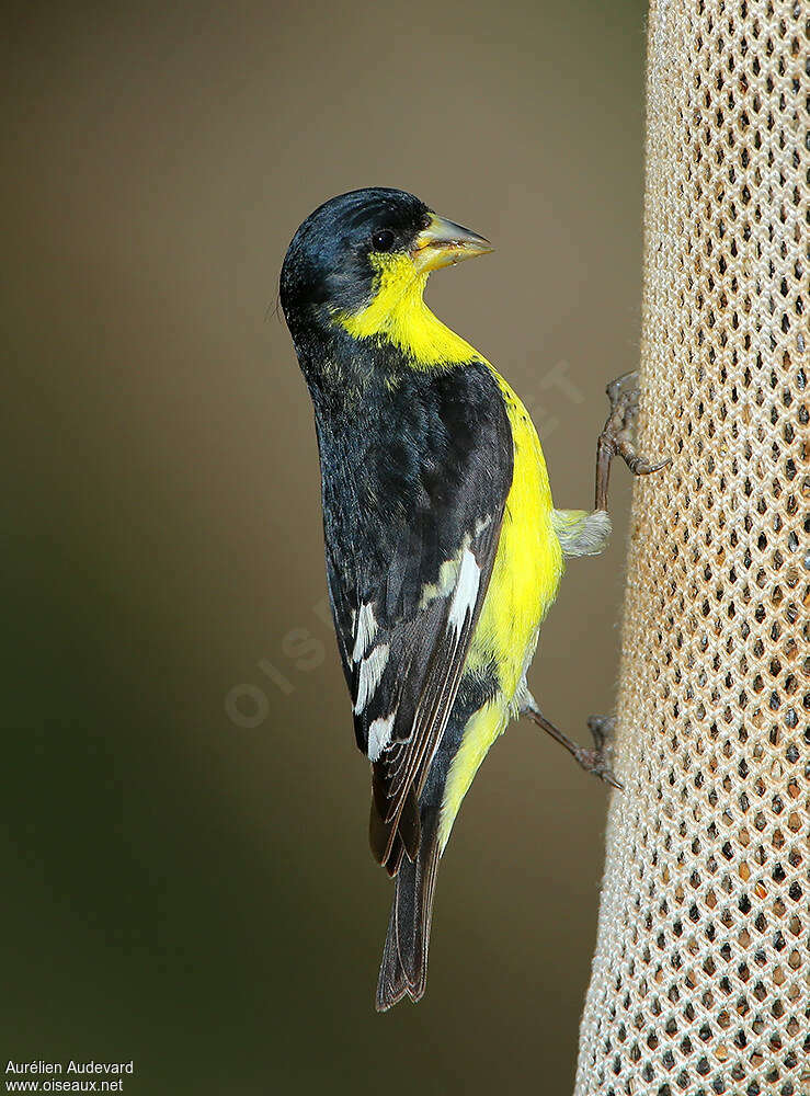 Lesser Goldfinch male adult, identification