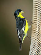 Lesser Goldfinch