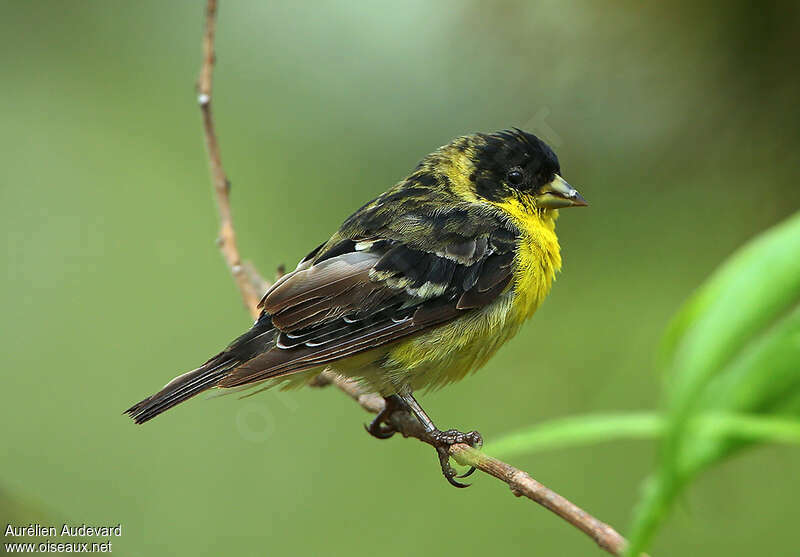 Lesser Goldfinch male immature, identification
