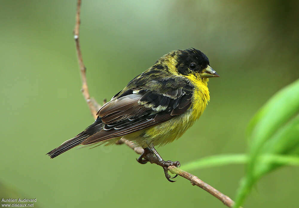 Chardonneret mineur mâle immature, identification