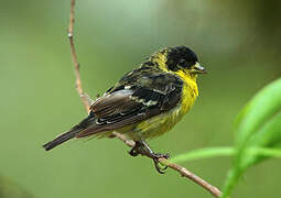 Lesser Goldfinch