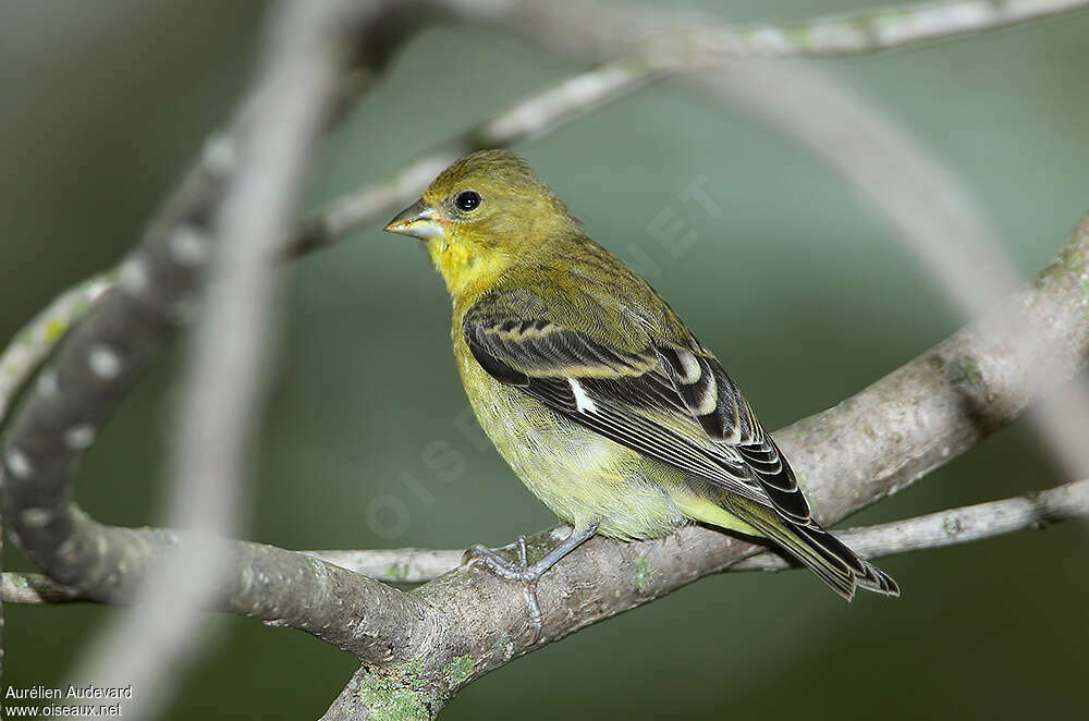 Lesser Goldfinch female adult, identification