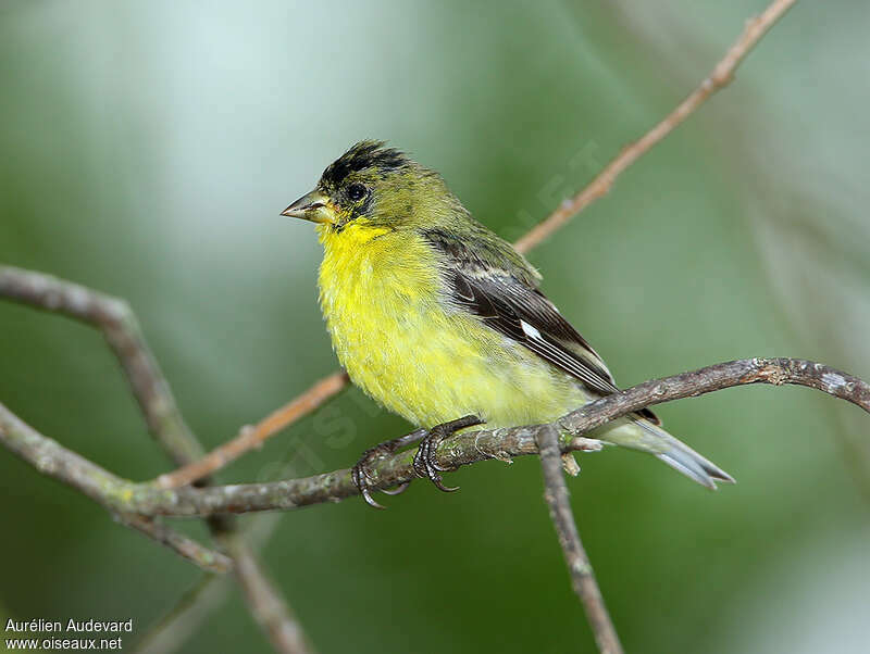Lesser Goldfinch male Second year, identification