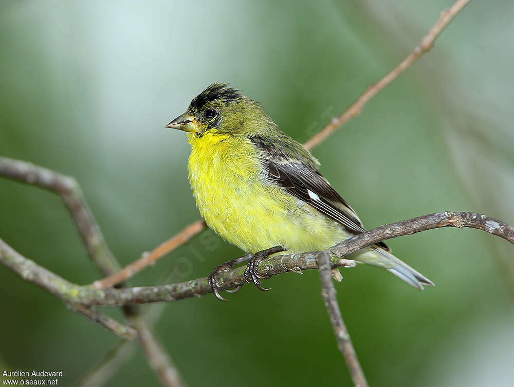 Lesser Goldfinch male Second year, identification