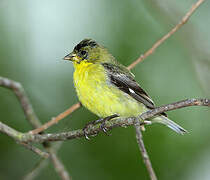 Lesser Goldfinch