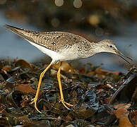 Lesser Yellowlegs