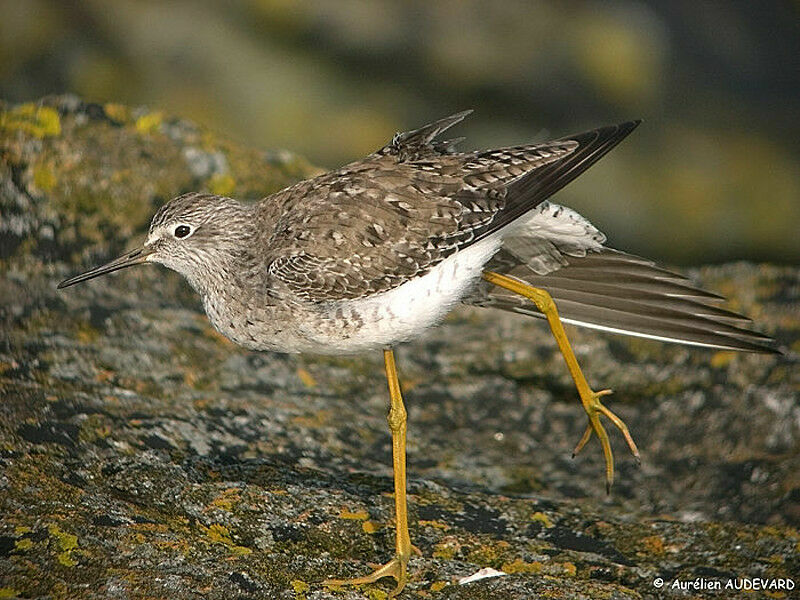 Lesser Yellowlegs