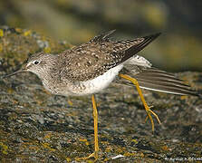 Lesser Yellowlegs