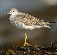 Lesser Yellowlegs