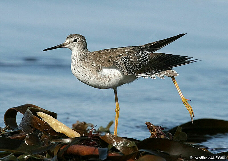 Lesser Yellowlegs