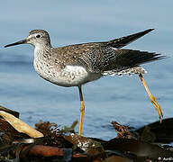 Lesser Yellowlegs